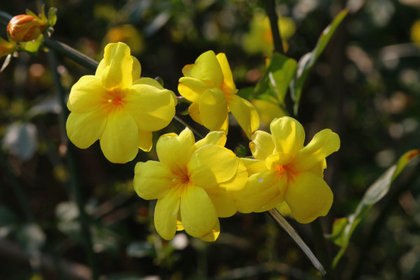 迎春花可以在家里養(yǎng)嗎