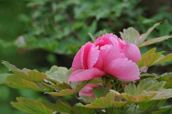 牡丹花花語和寓意