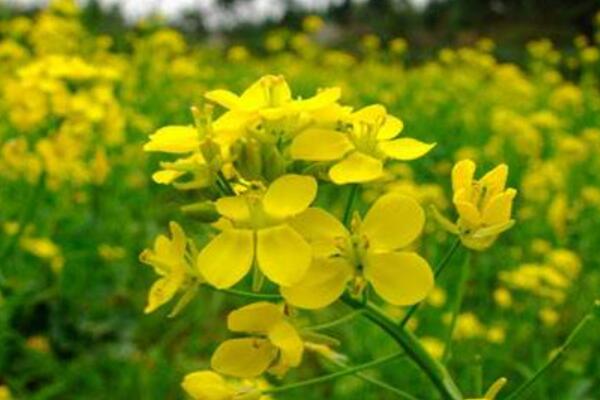 油菜花是什么菜