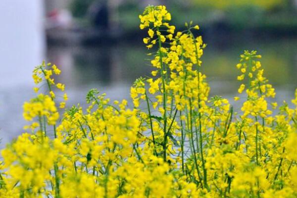 油菜花是什么菜