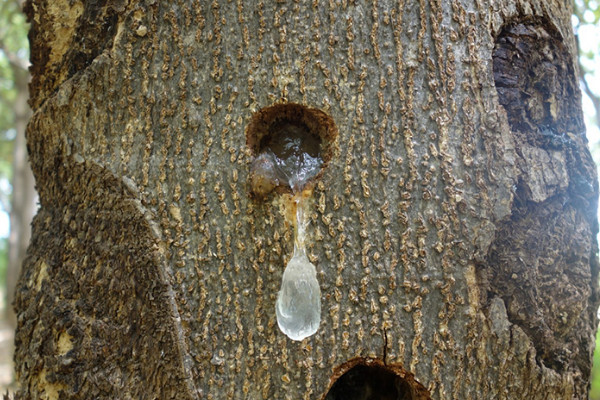 雪燕樹種植條件