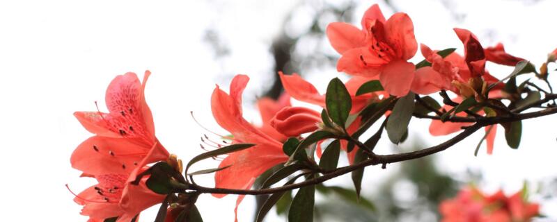 映山紅樁皮青不發芽