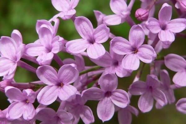 紫丁香花語(yǔ)和寓意