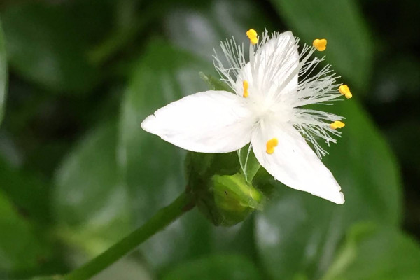 白花紫露草的養(yǎng)殖方法