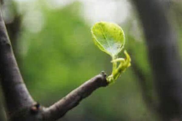 樹不發芽怎么辦