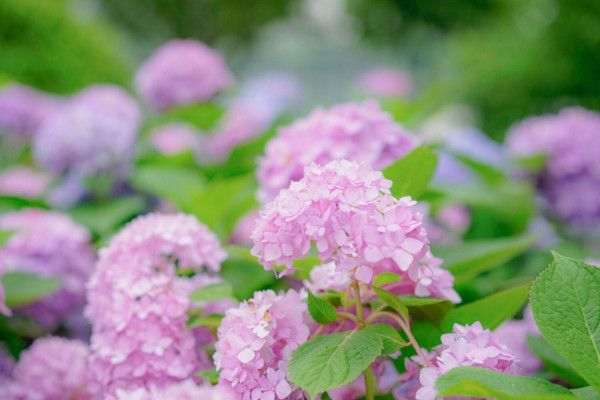 繡球花為什么不開花