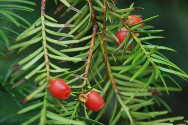 曼地亞紅豆杉公母區別