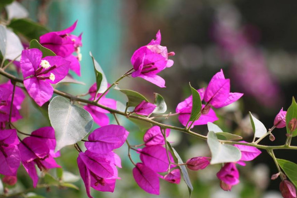 葉子花怎么養