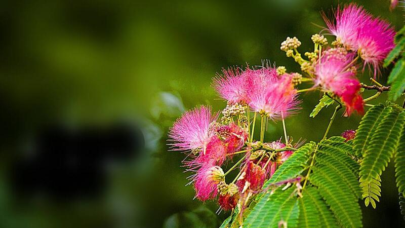 合歡花怎么養(yǎng)