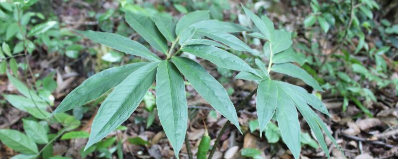 野生七葉一枝花有幾種