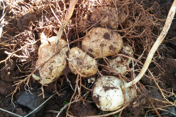 野生黃精有幾種