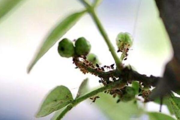 花椒蚜蟲用什么藥防冶