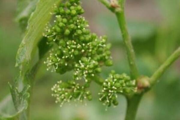 葡萄開(kāi)花怎么管理