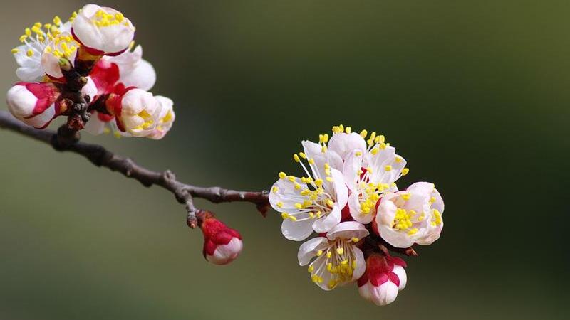 杏花和李花的區別