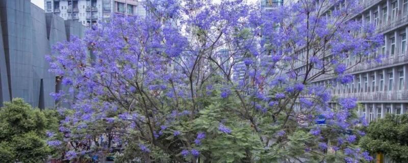 藍楹花和藍花楹區(qū)別