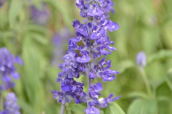 藍花鼠尾草花語