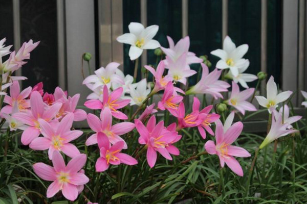 風(fēng)雨蘭室內(nèi)能開花嗎