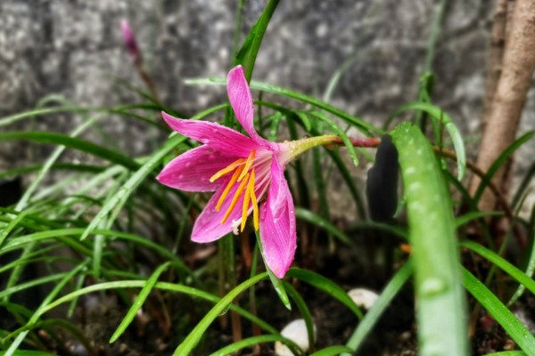 風雨蘭什么時候翻盆好