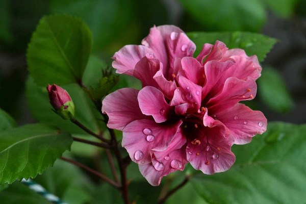 扶桑花春天什么時候發芽