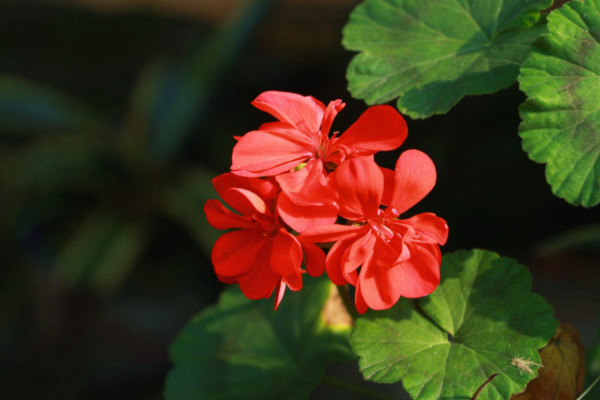 富貴紅花的養(yǎng)殖方法