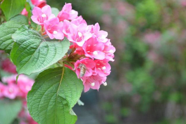 海仙花與錦帶花的區別