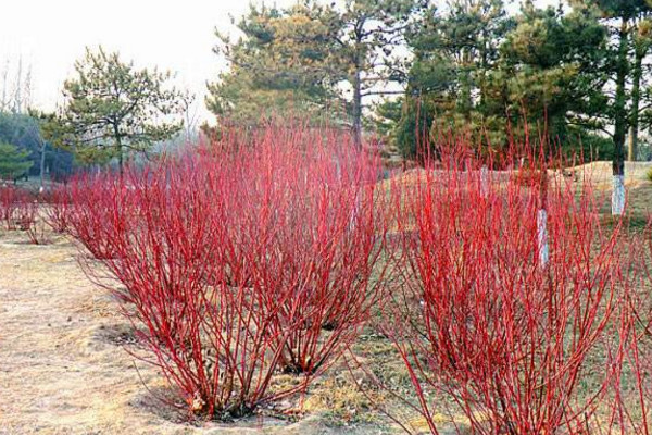 紅瑞木開花嗎