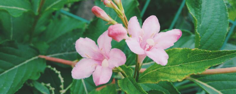 海仙花的養殖方法