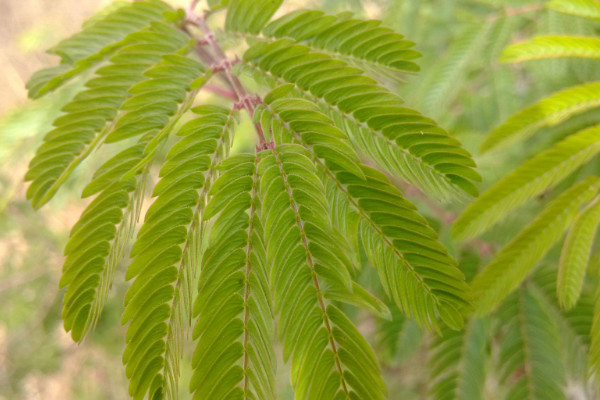 含羞草的花語