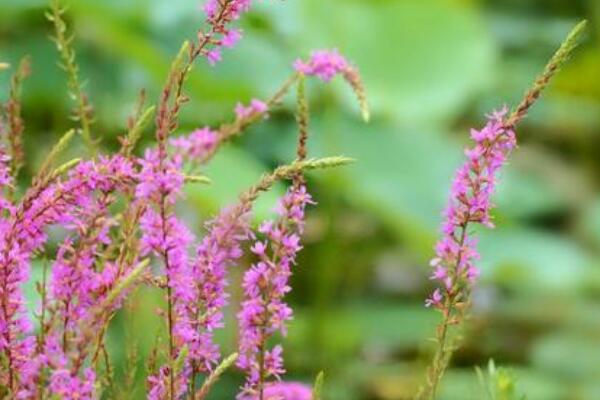 千屈菜花期