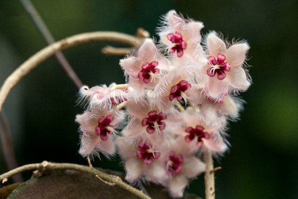 球蘭什么時(shí)候開花