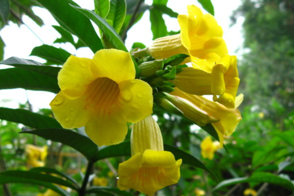 黃蟬花能在家里養殖嗎