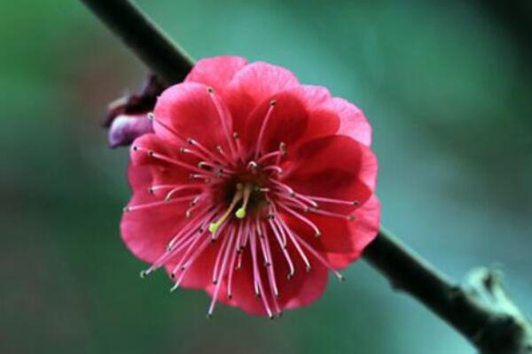 松紅梅的花語