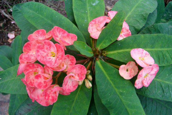 刺梅花葉子發黃怎么辦