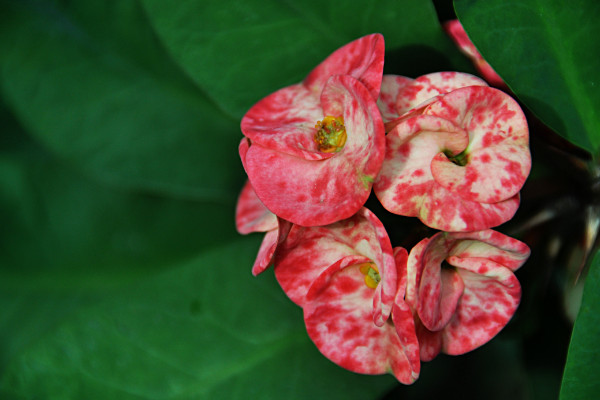 刺梅花葉子發黃怎么辦