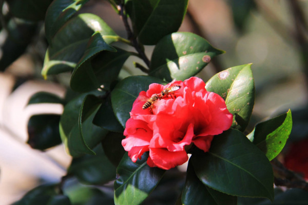 茶花開花掉葉怎么辦