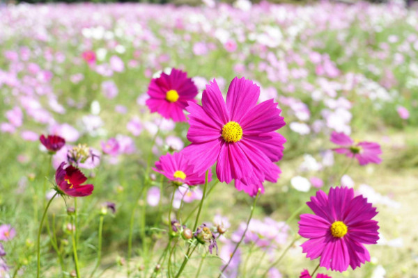 波斯菊發(fā)芽后怎么換盆