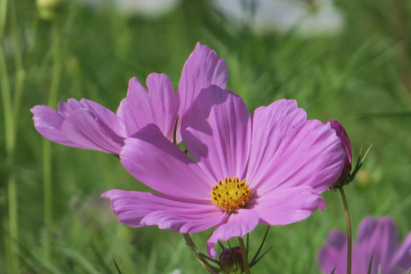 波斯菊發(fā)芽后怎么換盆