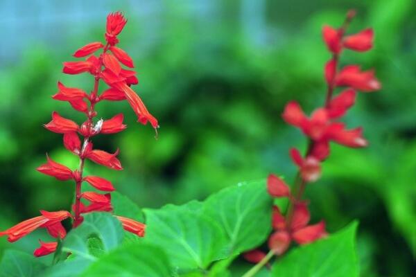 一串紅花期