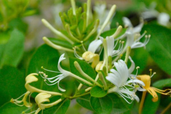 怎樣種植金銀花成活率高