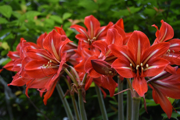 對紅花與朱頂紅區別