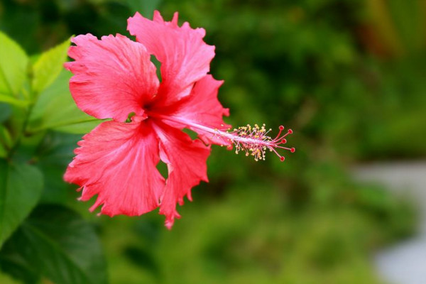 扶桑花水培生根方法