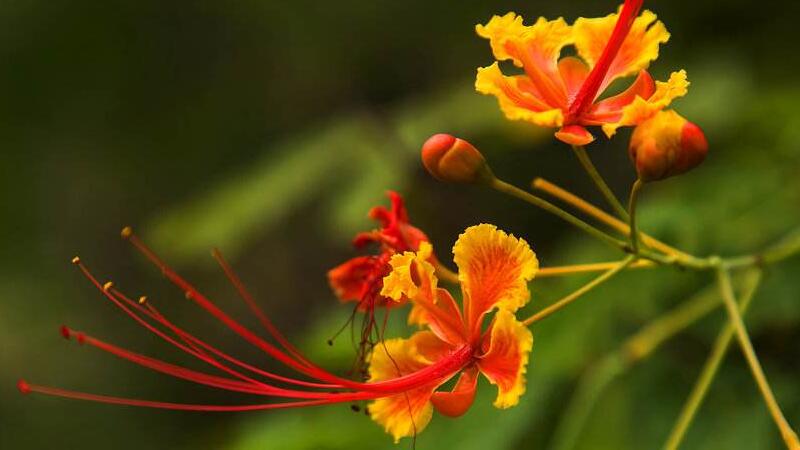 鳳凰花花語