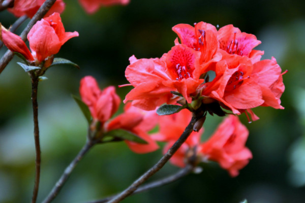 杜鵑花水澆多了怎么辦