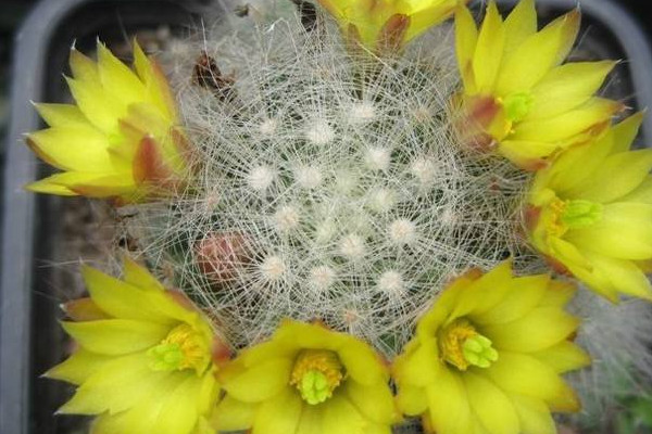 芳香丸仙人球咋養