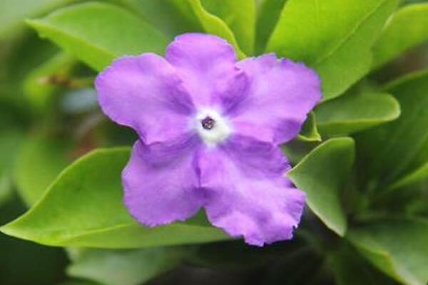 鴛鴦茉莉一年開幾次花