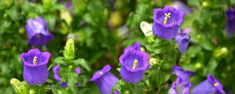 風鈴花開敗后怎樣修剪