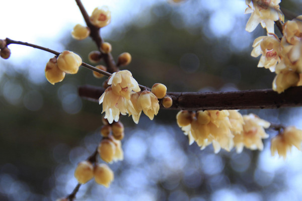 狗牙花掉花苞怎么回事