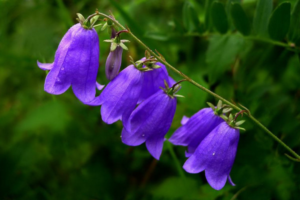 風(fēng)鈴花怎么澆水