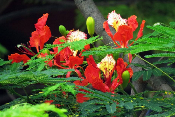 鳳凰花怎么種植