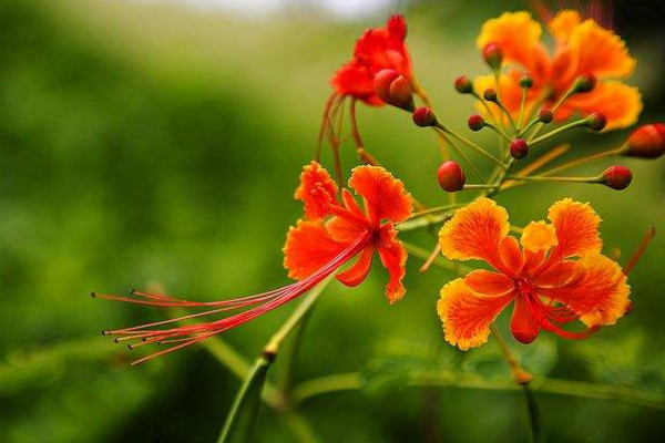 鳳凰花怎么種植